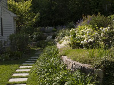 Stone wall with azaleas and salvia
