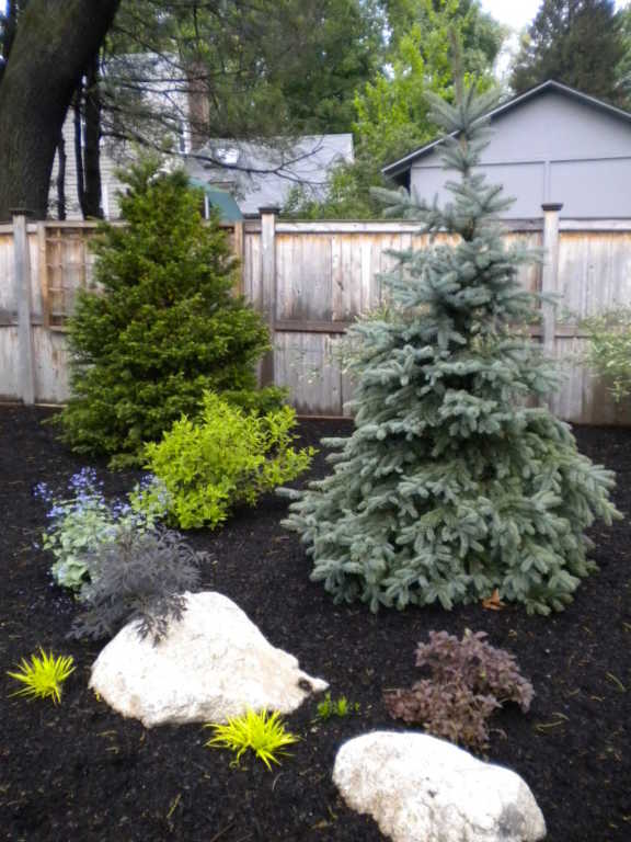 Evergreens and Weigela waiting for groundcovers to spread