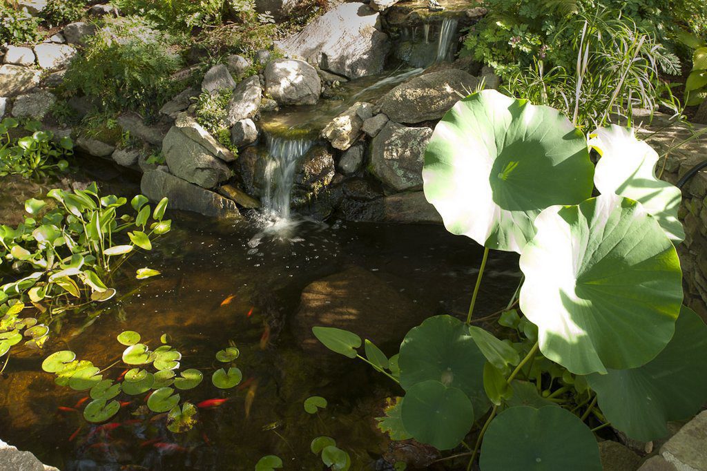Koi Pond and Waterfall (Close-Up)