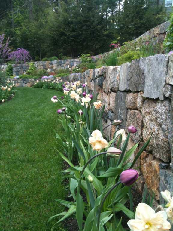 Seasonal Perenial Border April 28 Daffodils & Tulip Buds