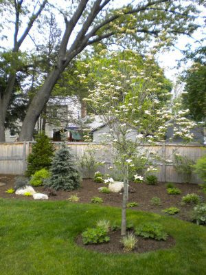 Dogwood blooming late May