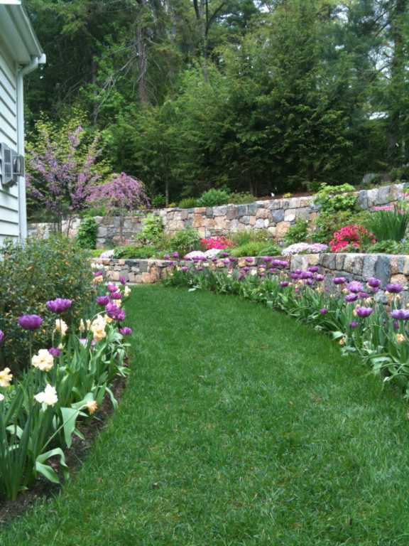 Seasonal Perennial Border May 3 Daffodils & Tulip Blossoms