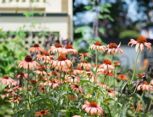 No Mow Front Yard Garden